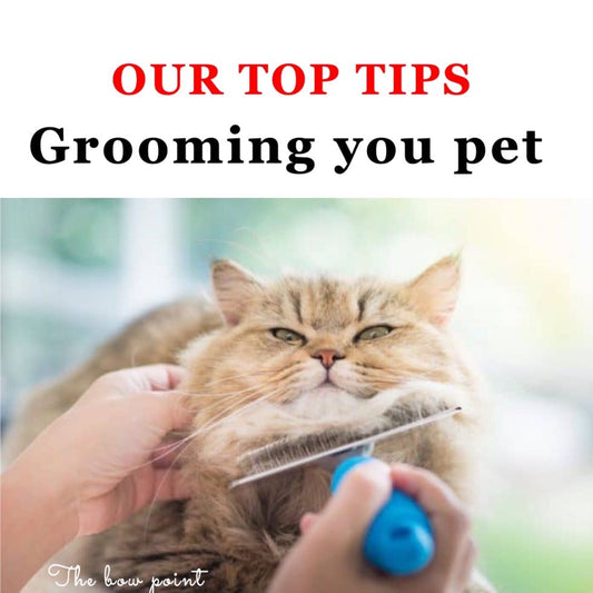 Get your pet into loving BRUSH time