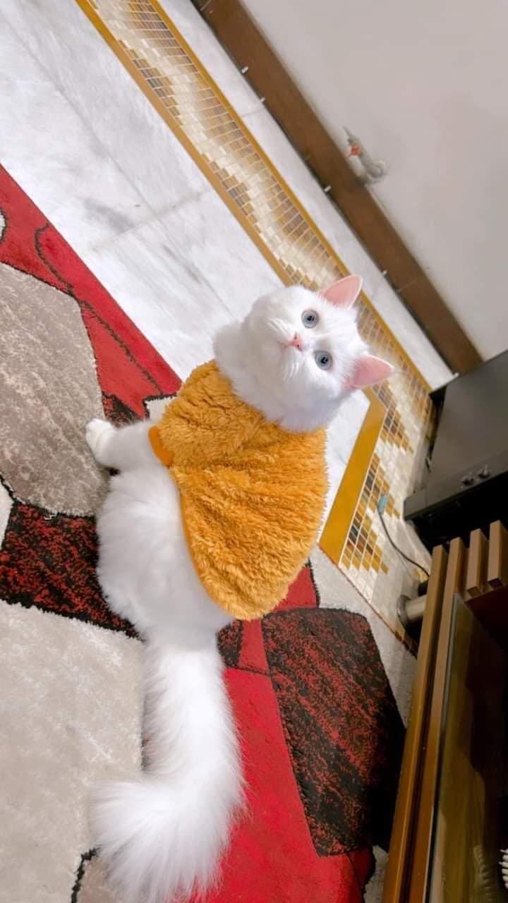 Cozy Pet Sweater - Camel š¤