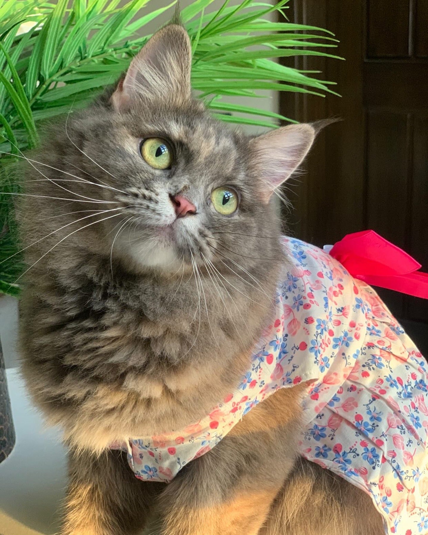 Glory pink pet frock 🌸