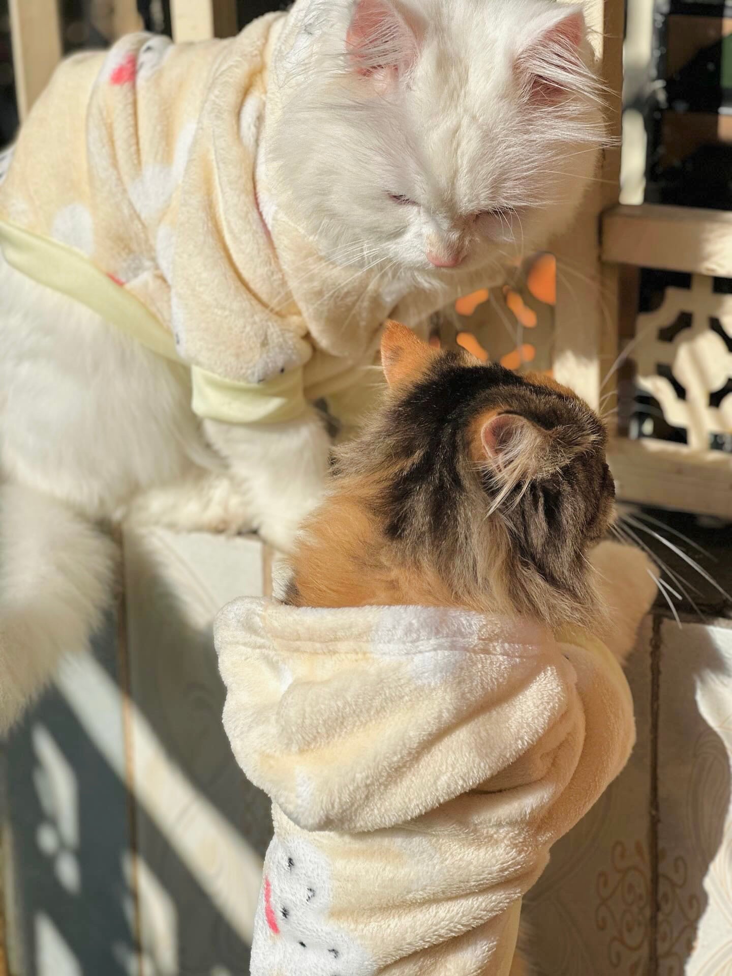 Bunny Pet Hoodie -Yellow🐰🐾