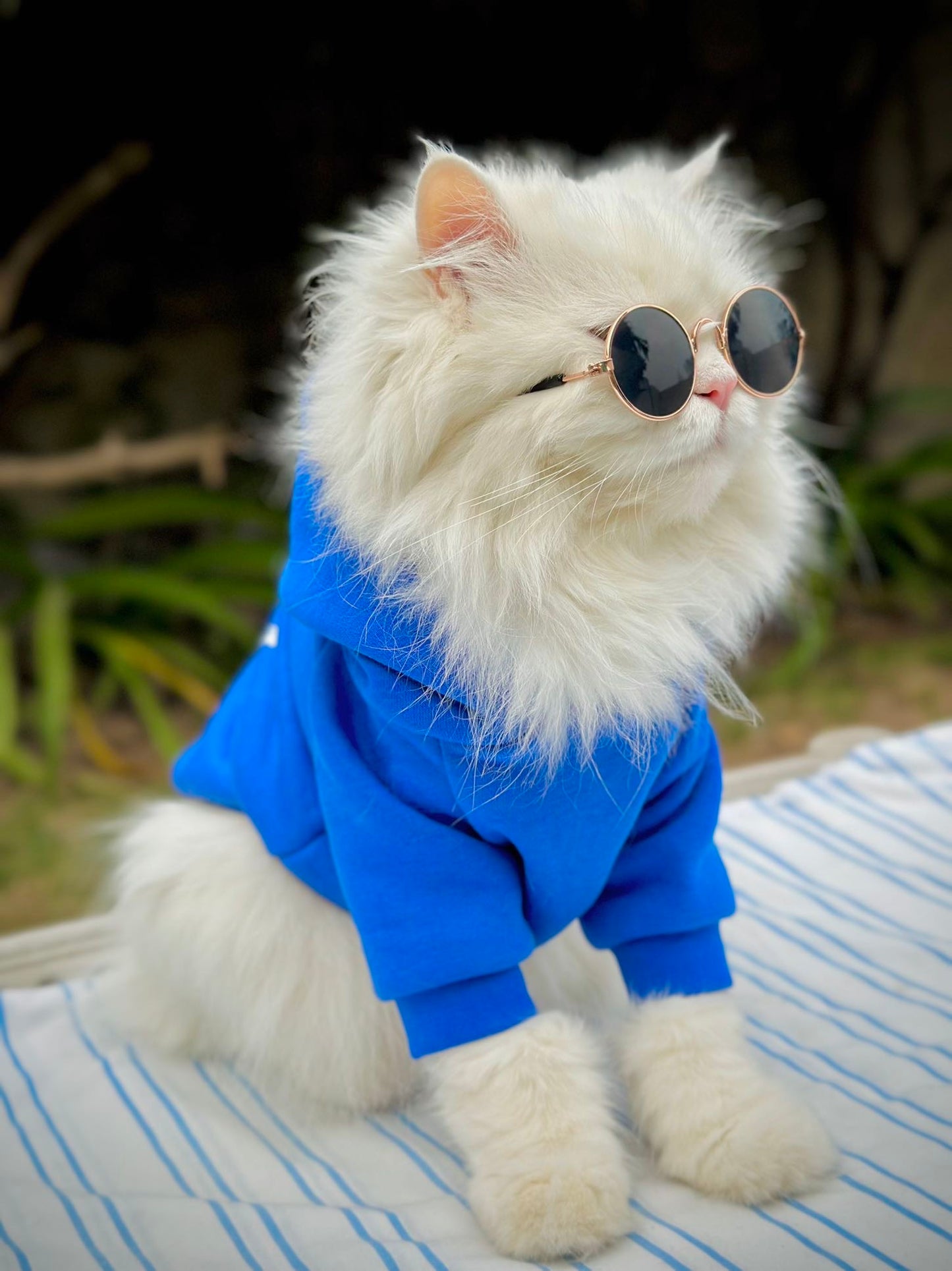 Plain Pet Hoodies - Blue š