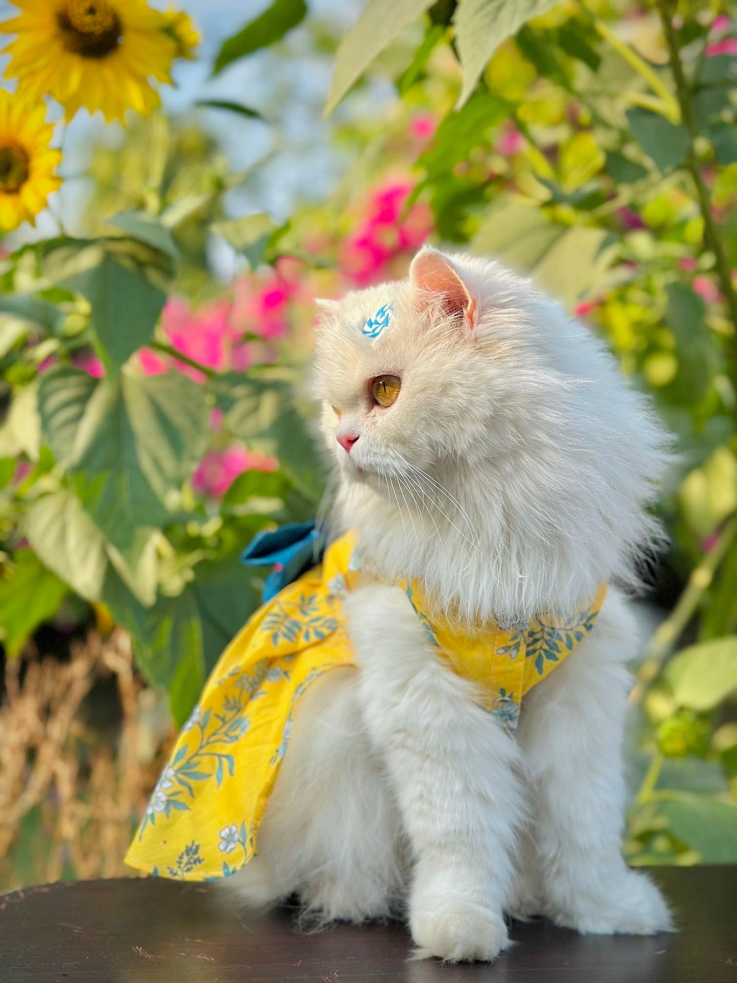 Bloom pet frock 🌼