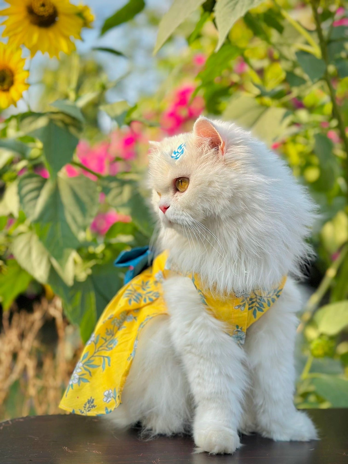 Bloom pet frock πΌ