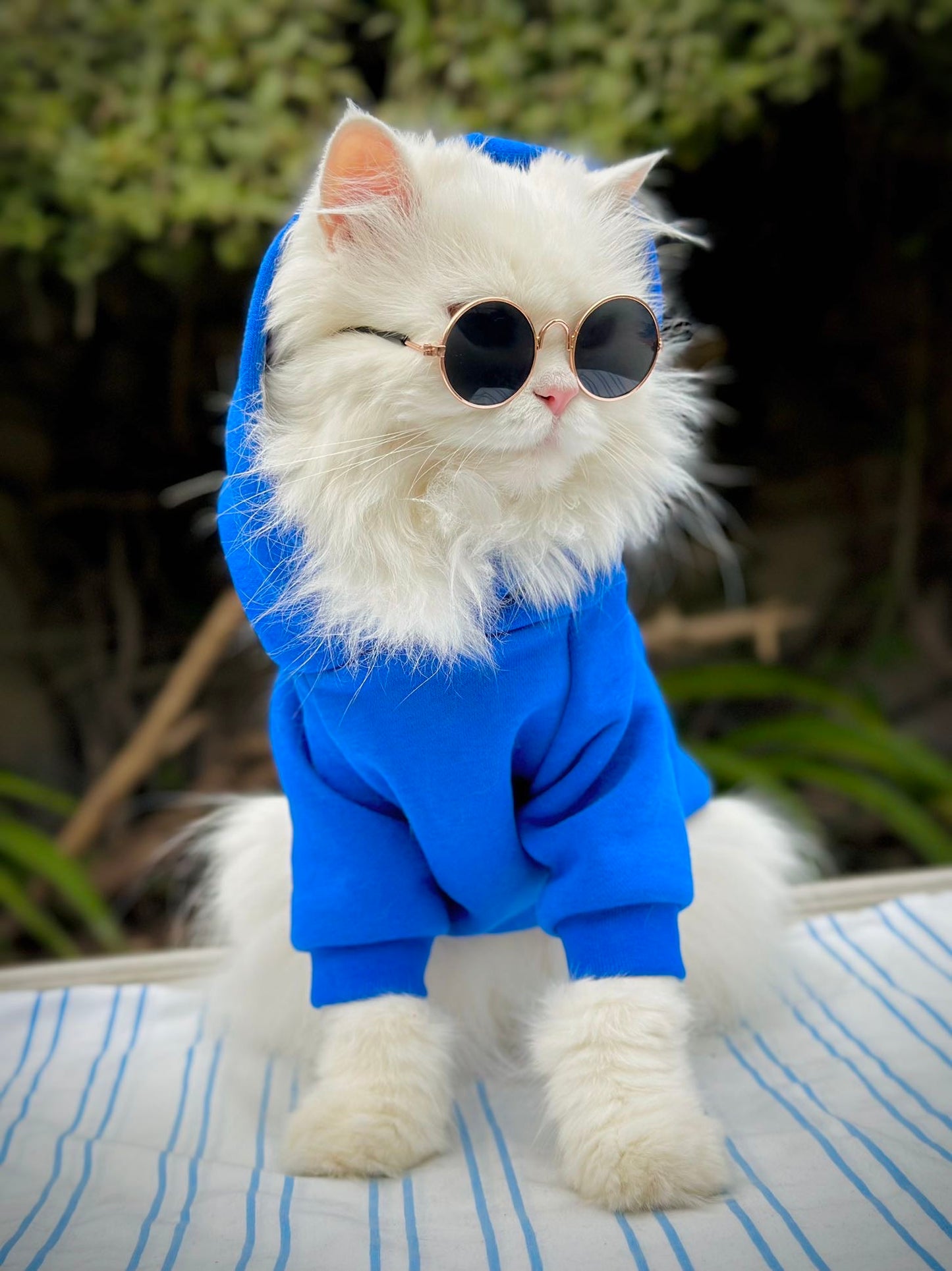 Plain Pet Hoodies - Blue š