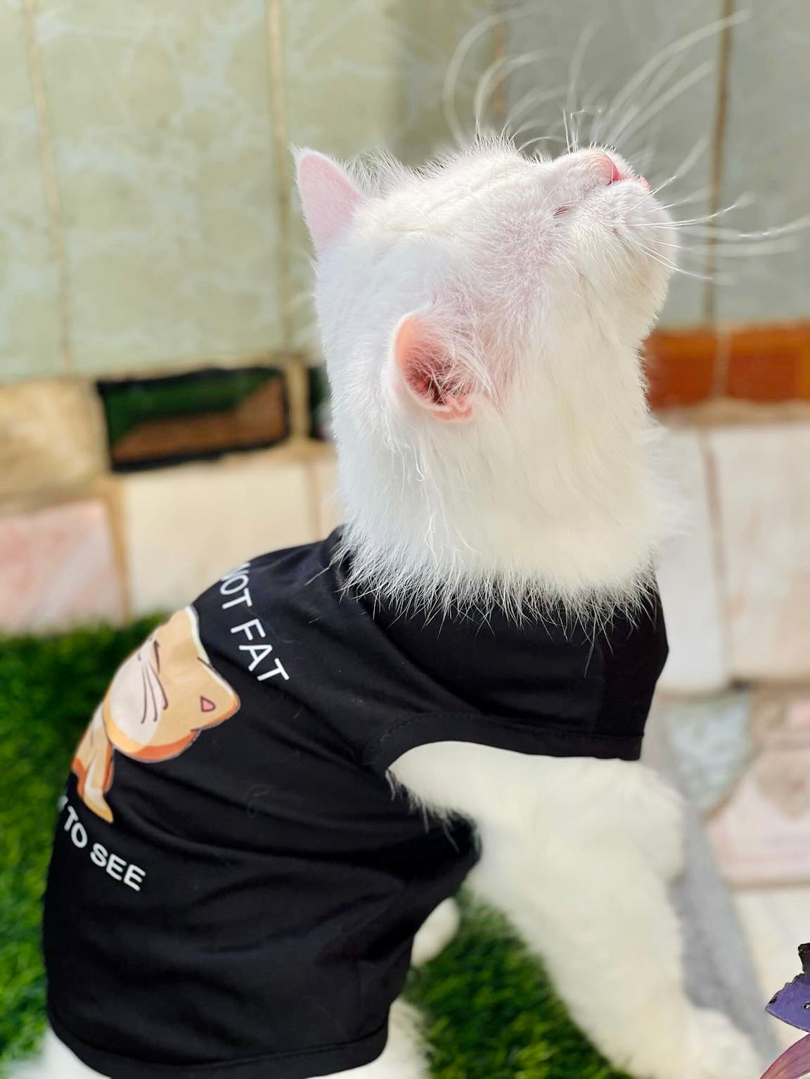 I’m not fat, just easy to see Pet shirt