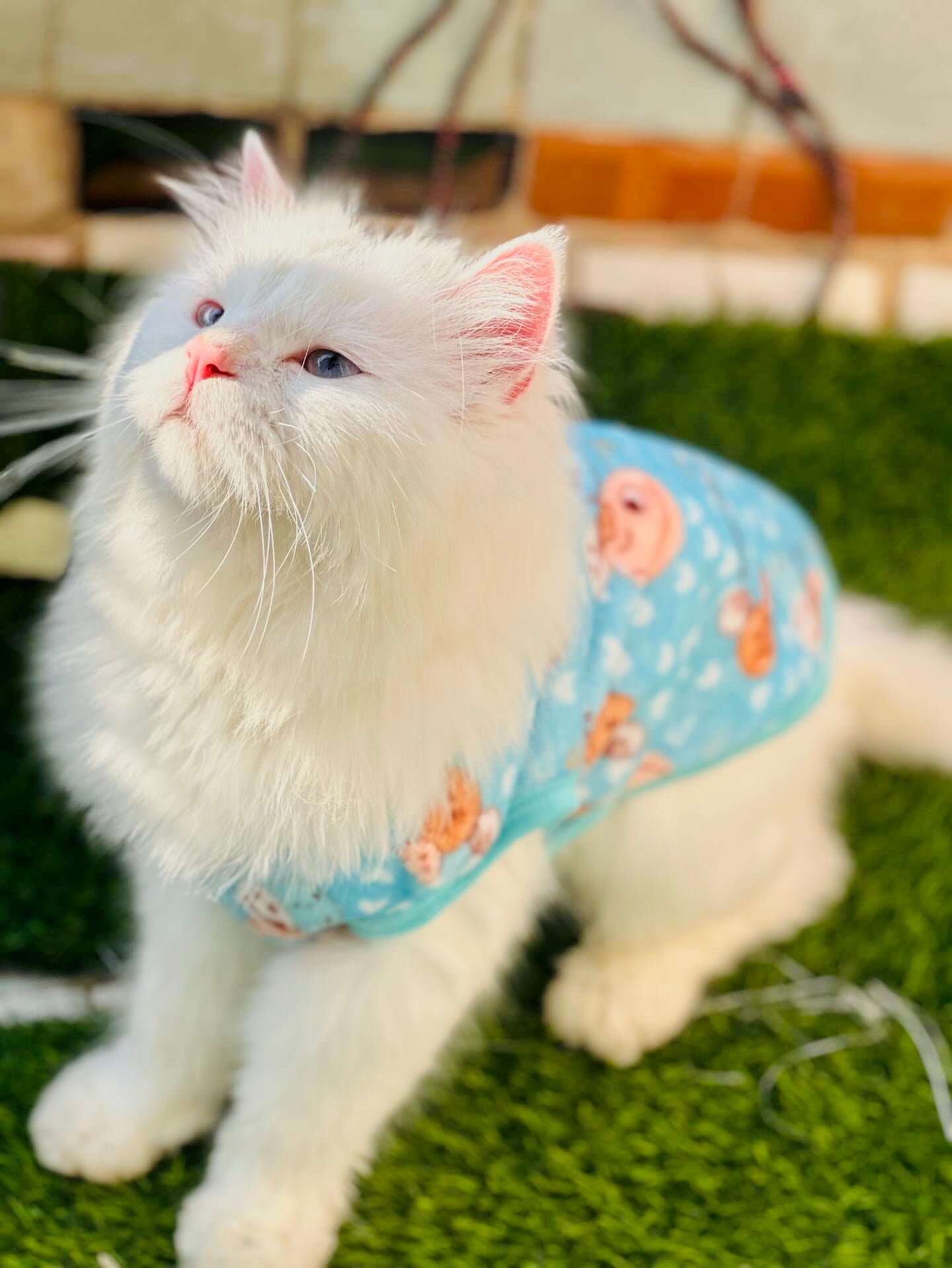 Happy Faces Pet Sweater -Blue 😊😉