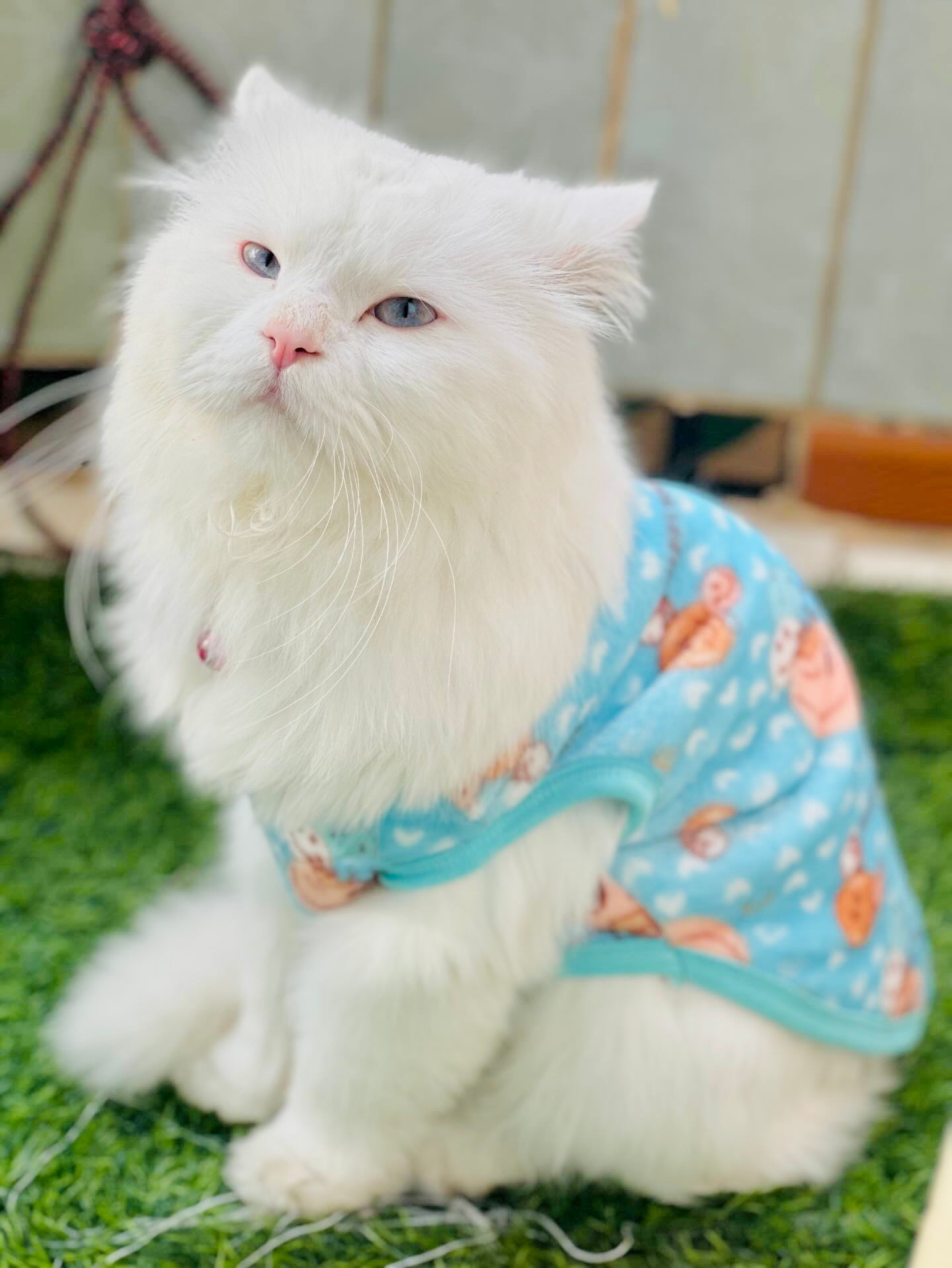 Happy Faces Pet Sweater -Blue 😊😉