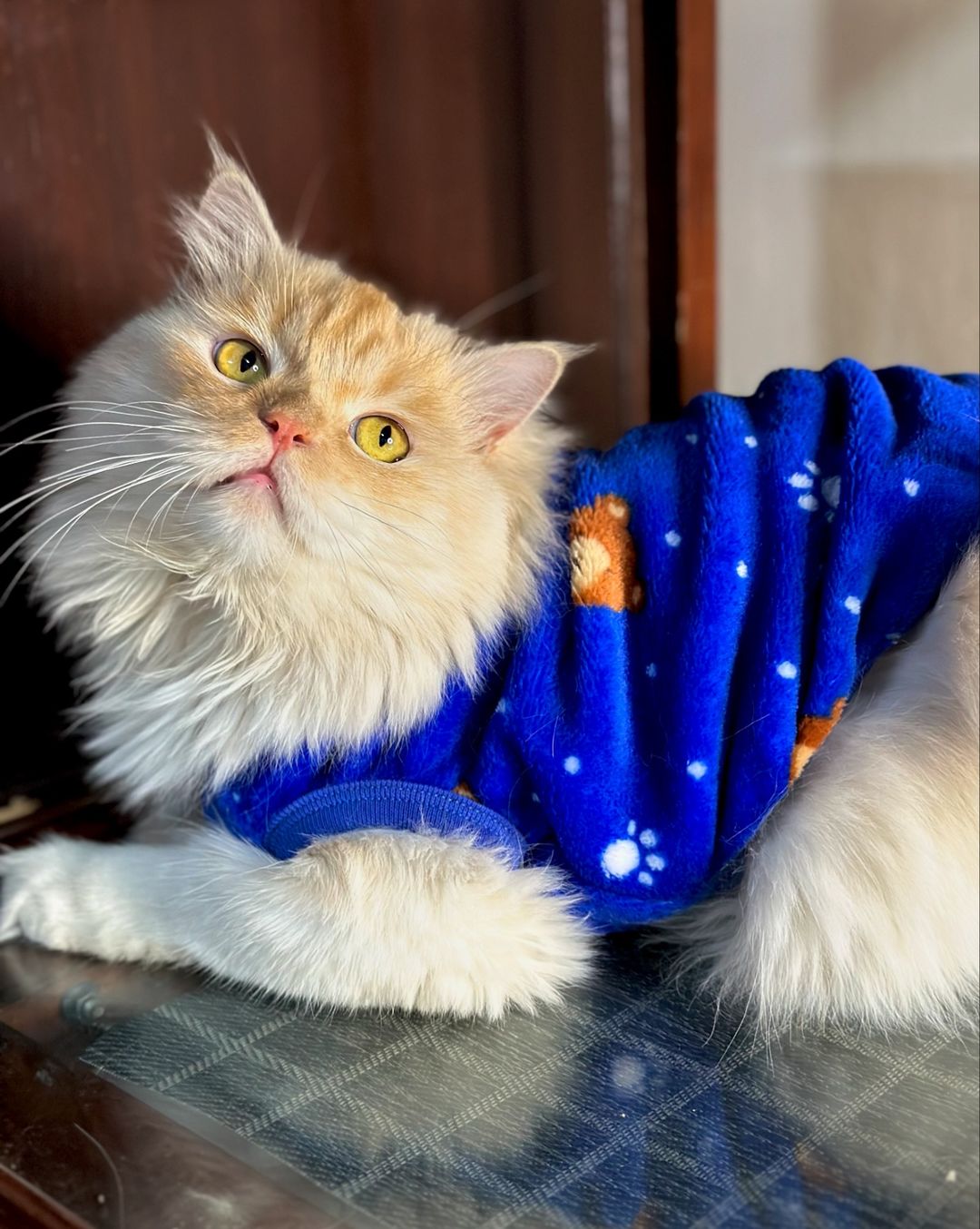 Bear Pet Sweater -Blue 🐻❄️💙