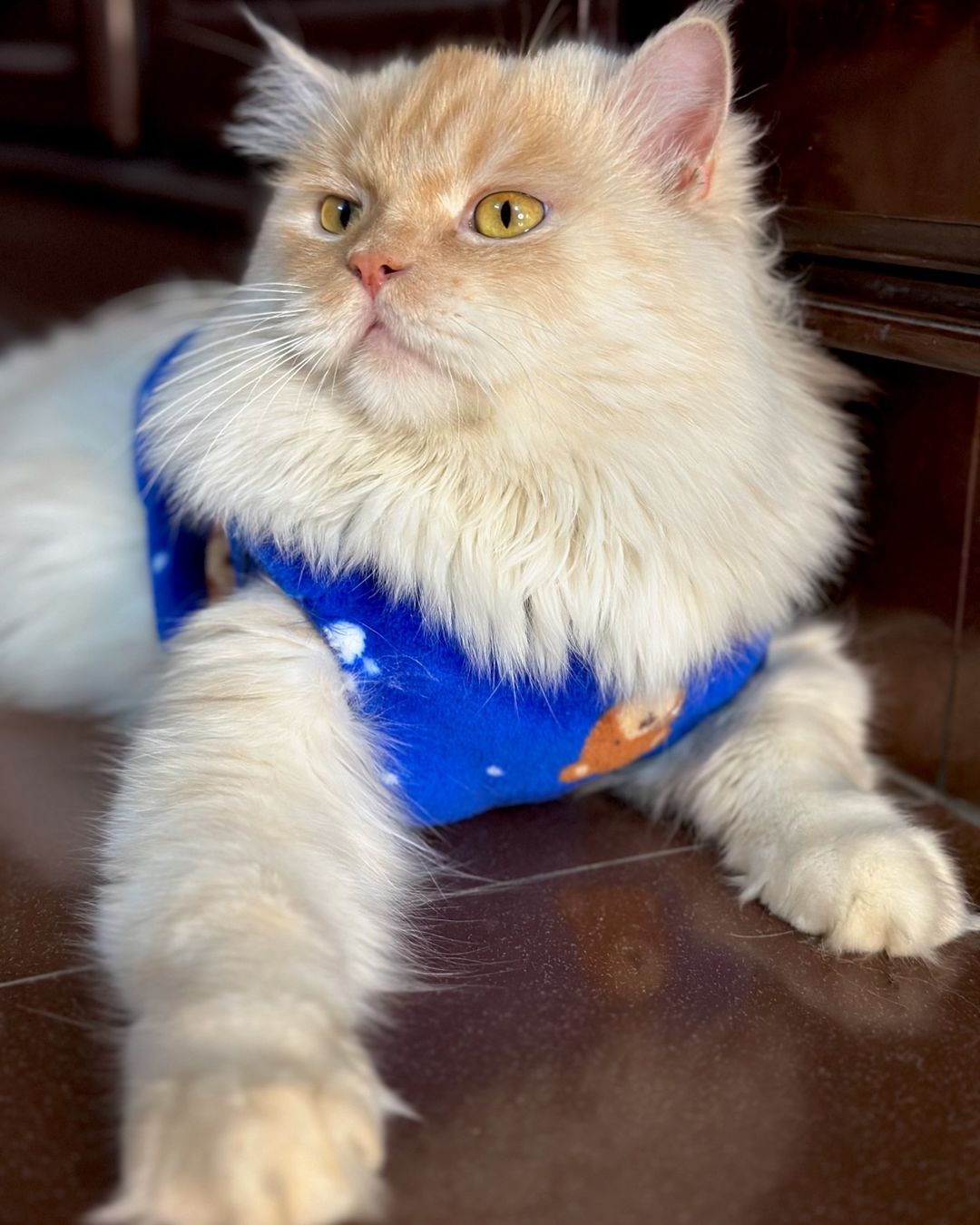 Bear Pet Sweater -Blue 🐻❄️💙