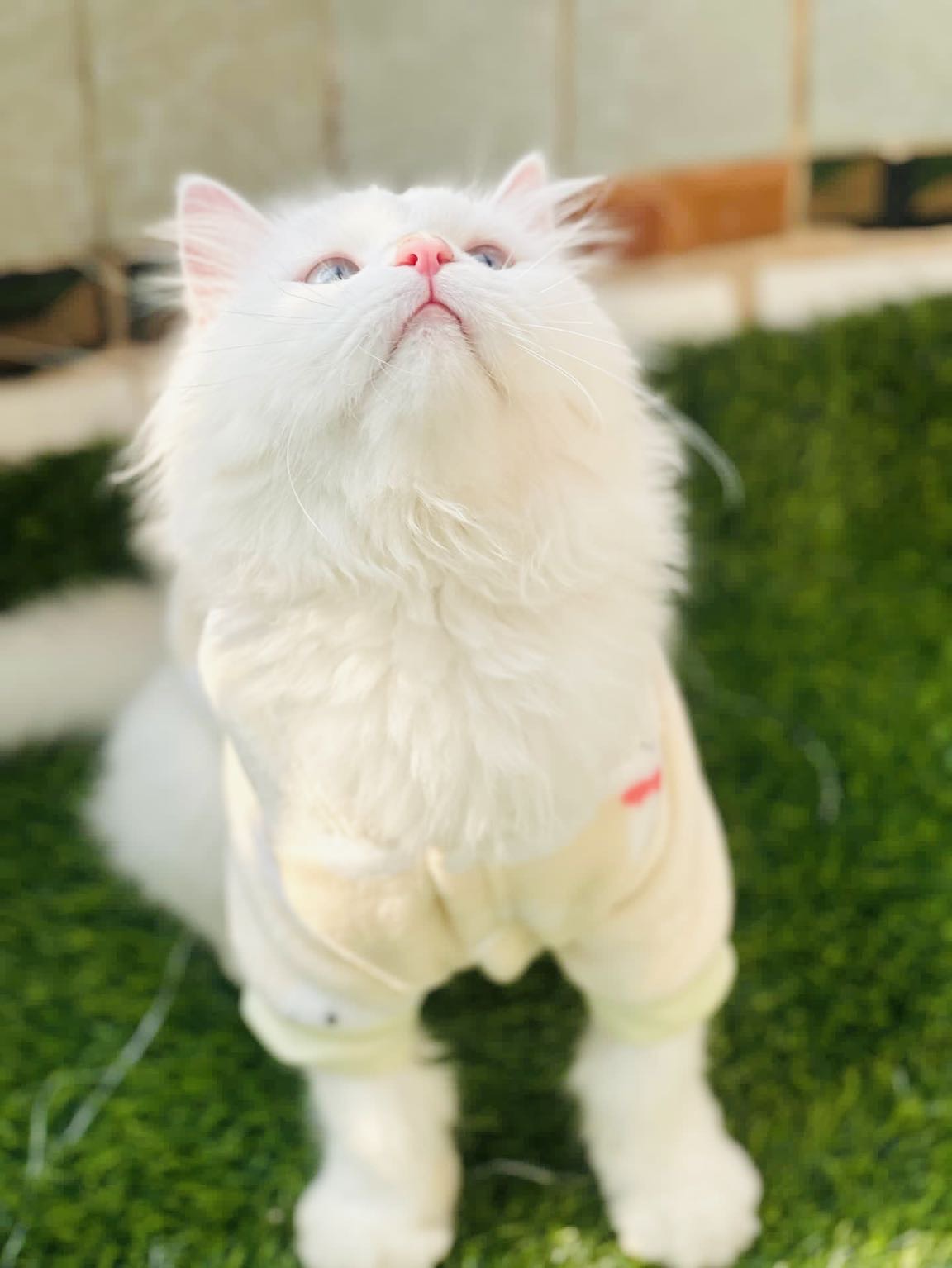 Bunny Pet Hoodie -Yellow🐰🐾