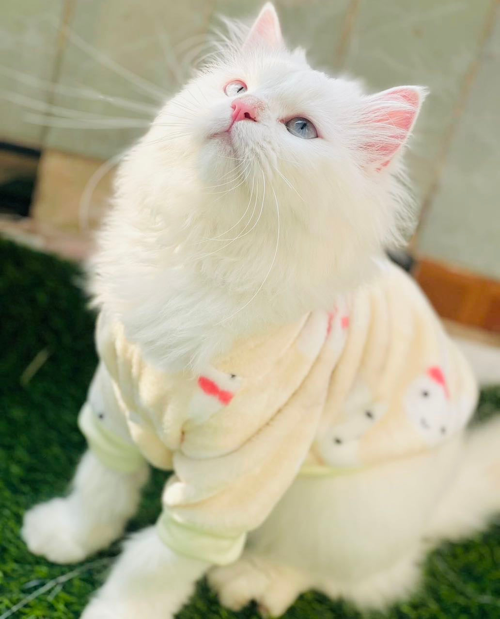Bunny Pet Hoodie -Yellow🐰🐾