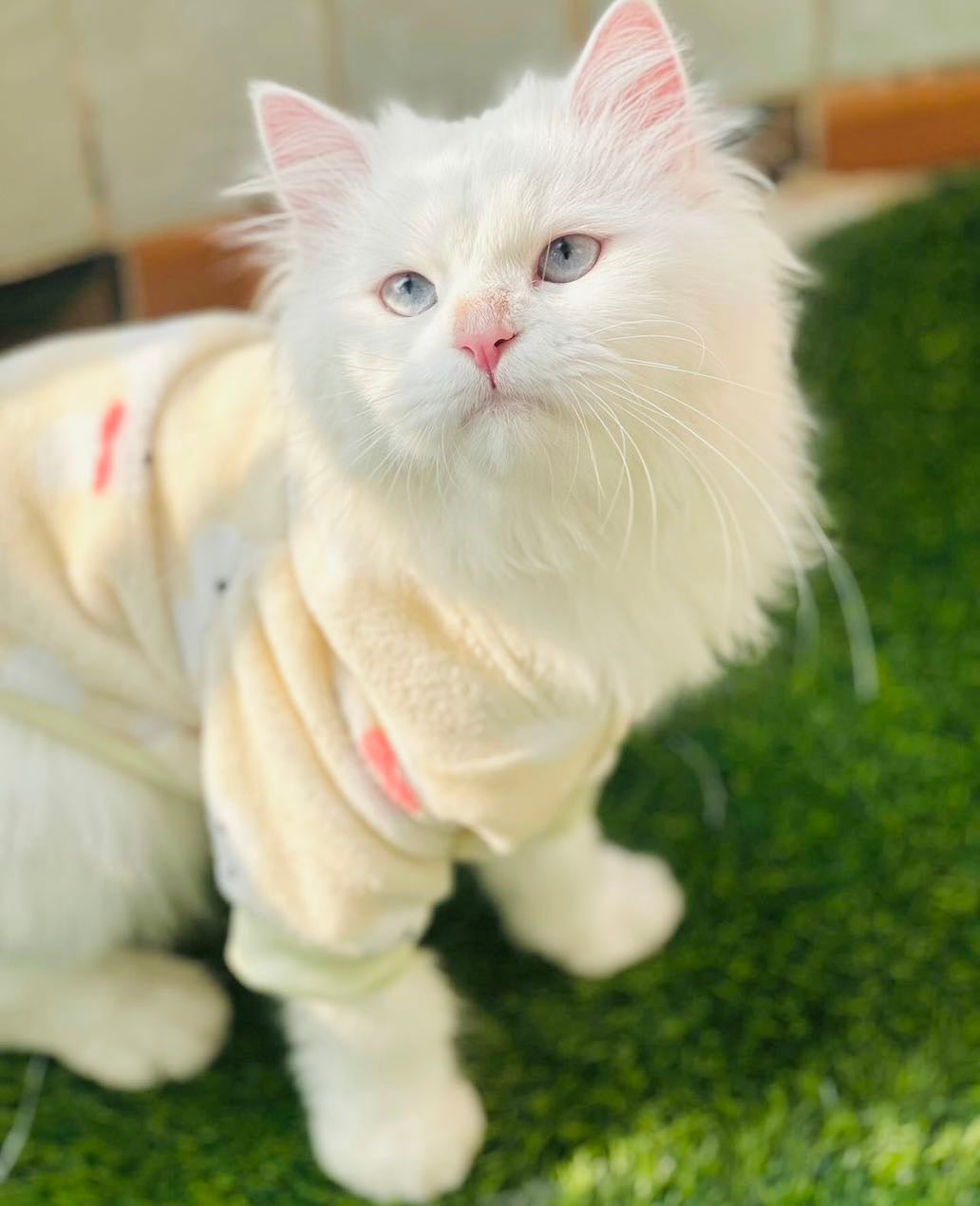 Bunny Pet Hoodie -Yellow🐰🐾