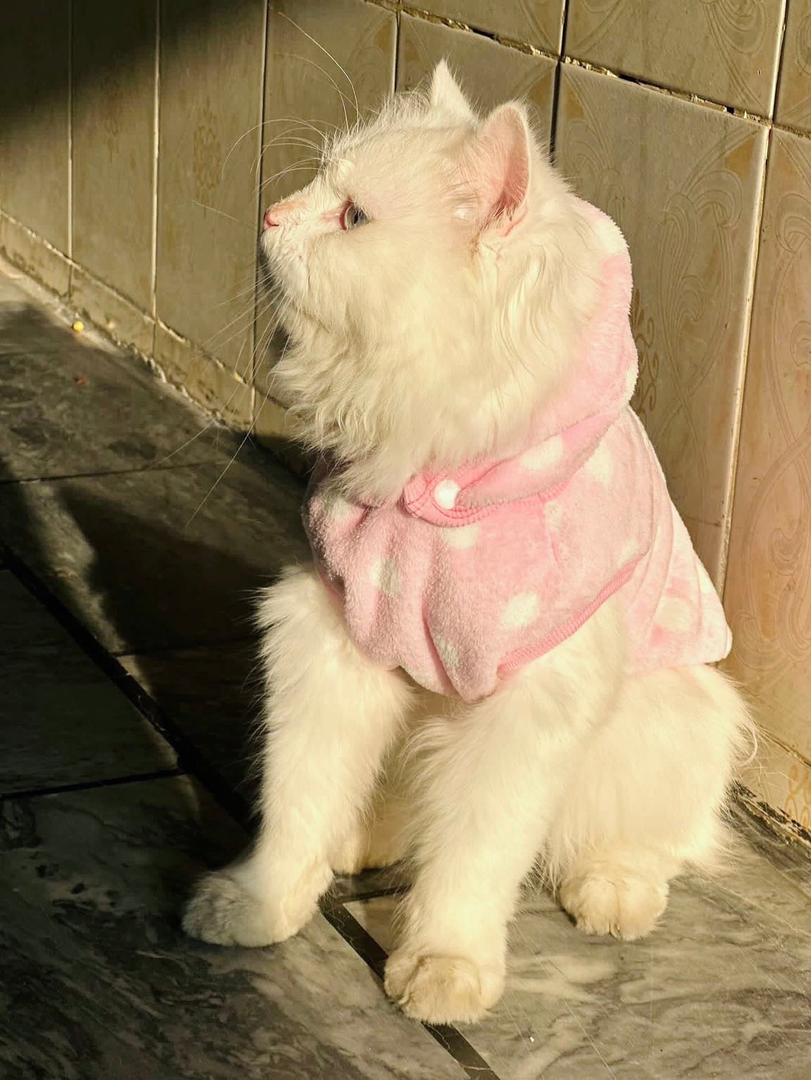 Polka dot hoodie with removable cap-
- Pinkš±š
