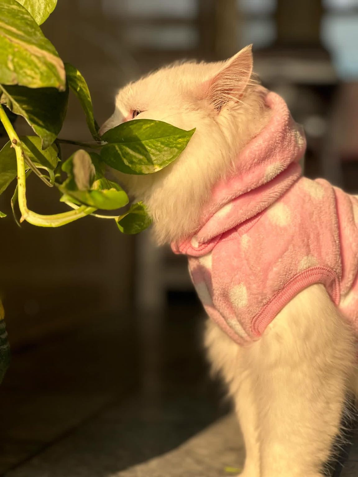 Polka dot hoodie with removable cap-
- Pinkš±š