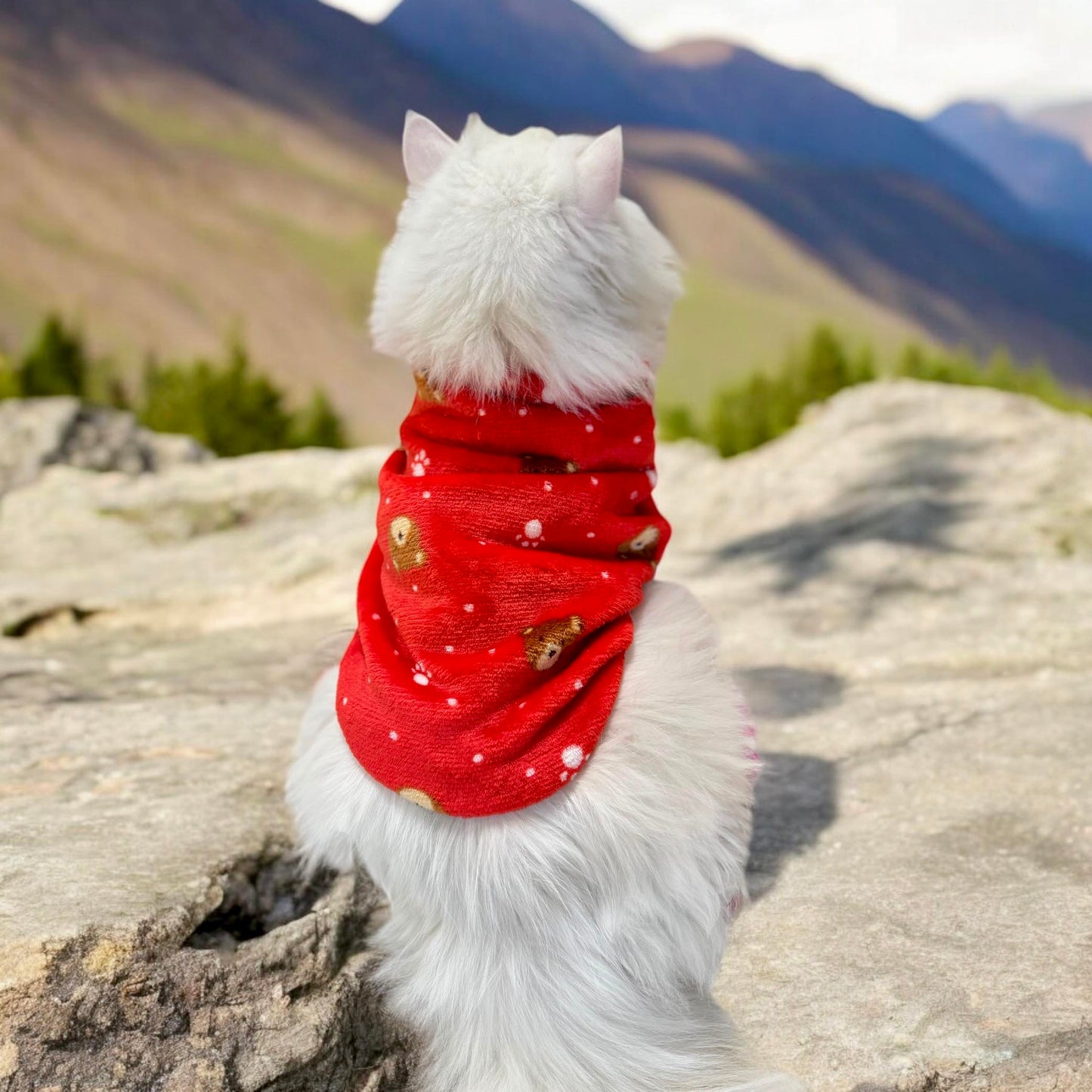 Bear Pet Sweater -Red 🐻❄️♥️