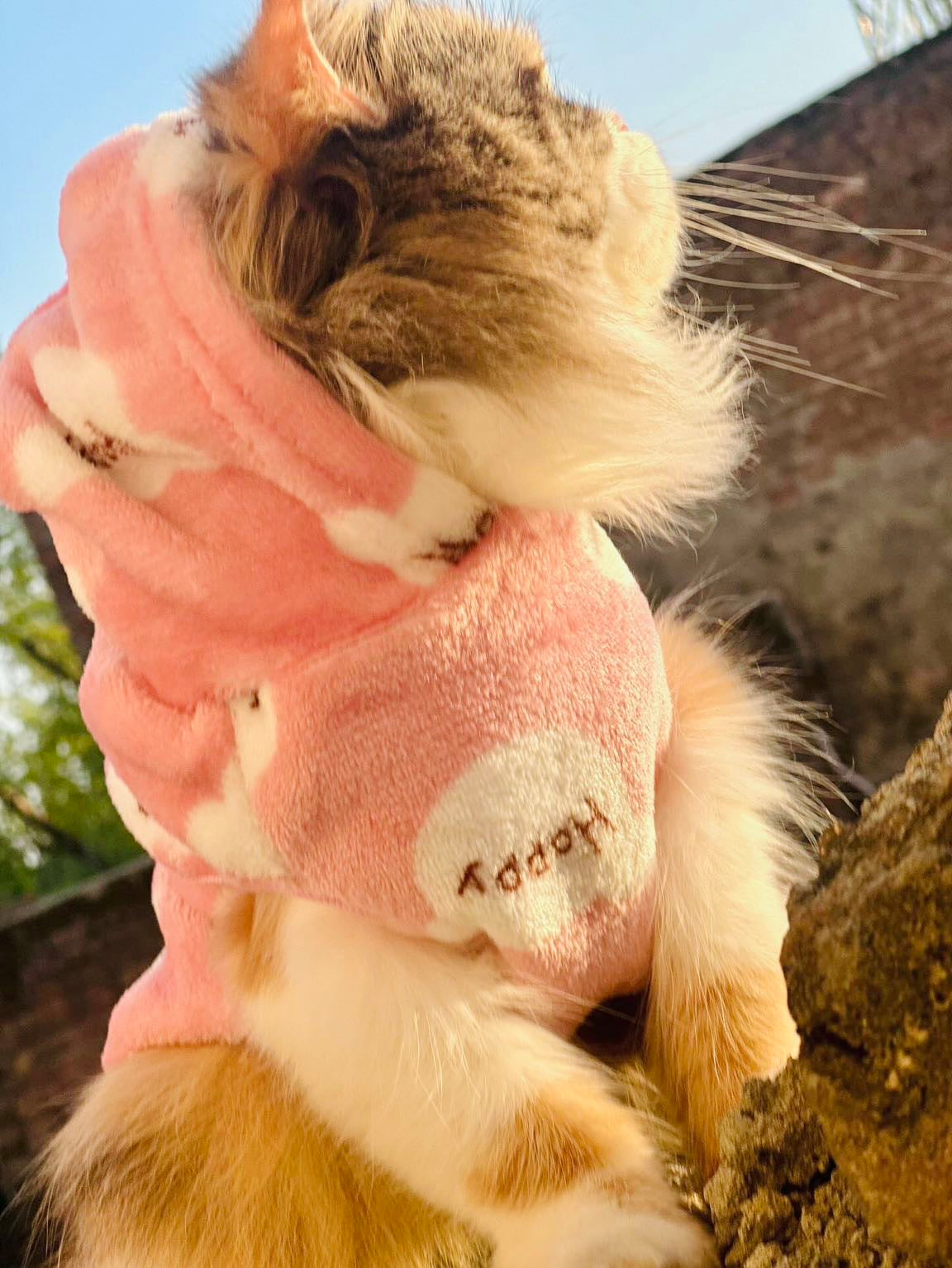 Happy Bear Pet Hoodie -Pink🌸🎀🐾