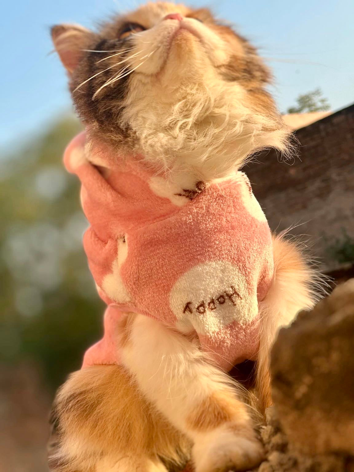Happy Bear Pet Hoodie -Pink🌸🎀🐾