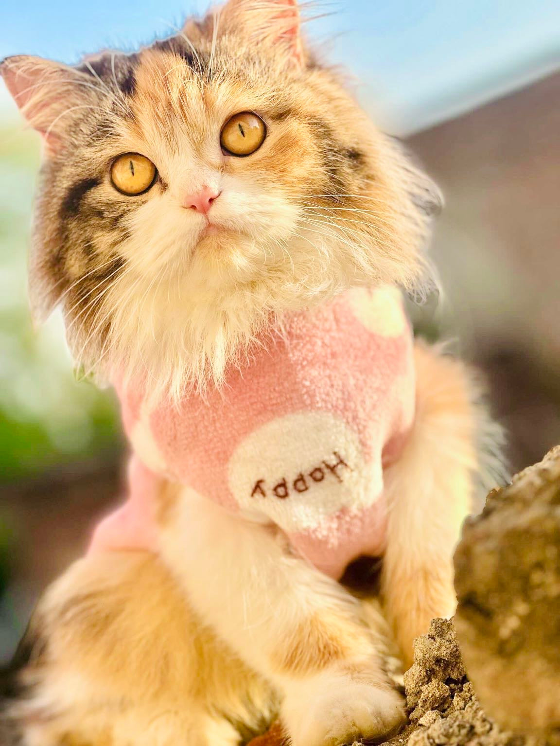 Happy Bear Pet Hoodie -Pink🌸🎀🐾