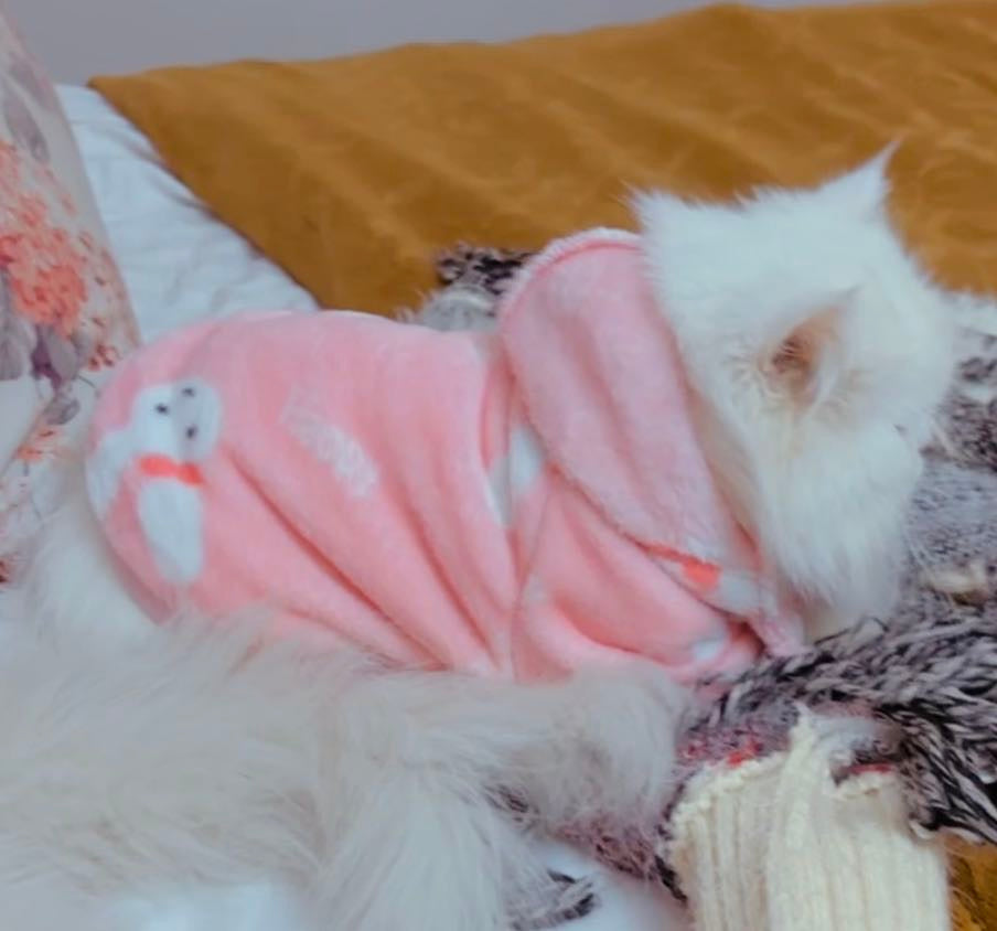 Bunny Pet Hoodie -Pink🐰🐾