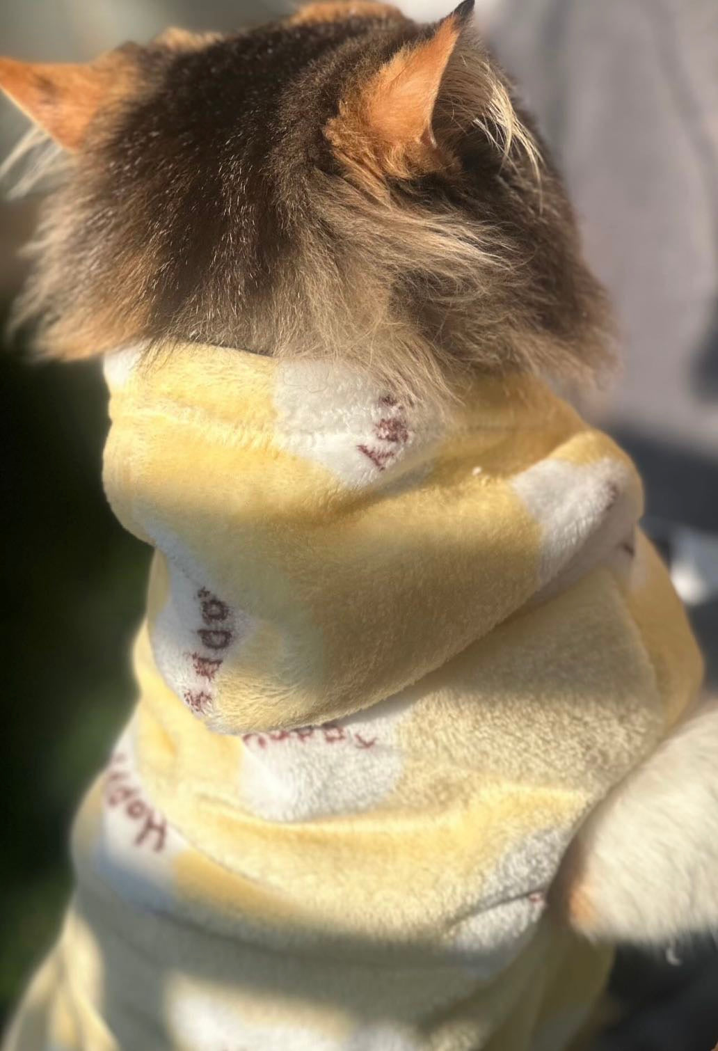 Happy Bear Pet Hoodie -Yellow 🐻❄️🌼