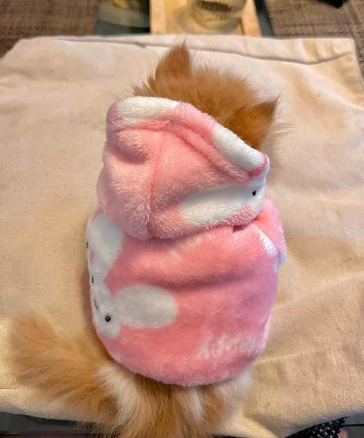 Bunny Pet Hoodie -Pink🐰🐾