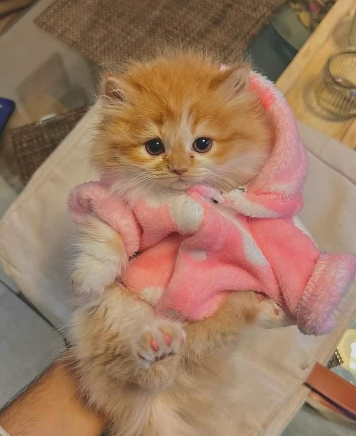 Bunny Pet Hoodie -Pink🐰🐾