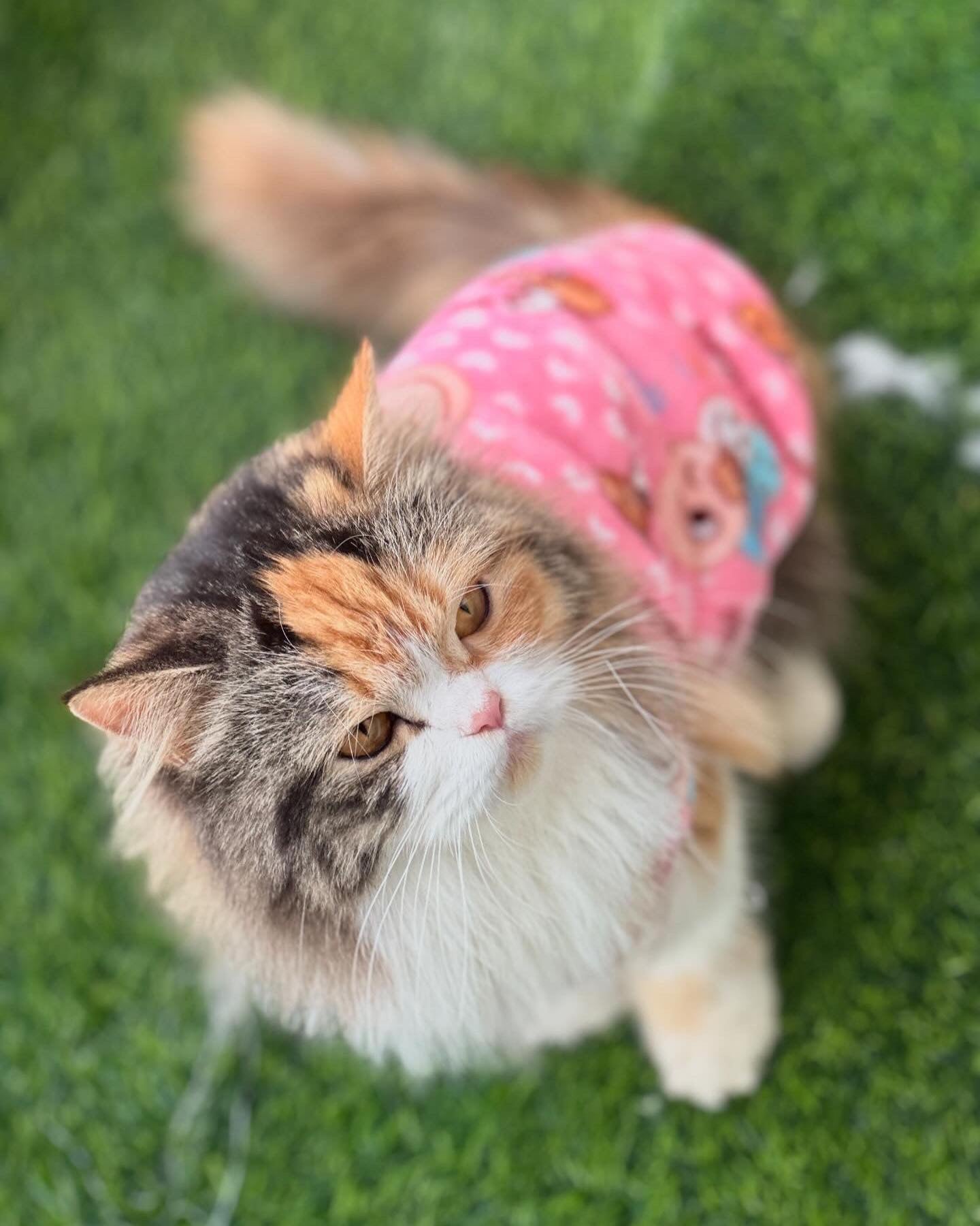 Happy faces Pet Sweater -Pink 😊☺️