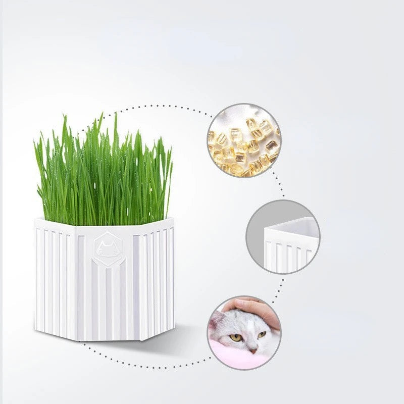 Cat grass kit