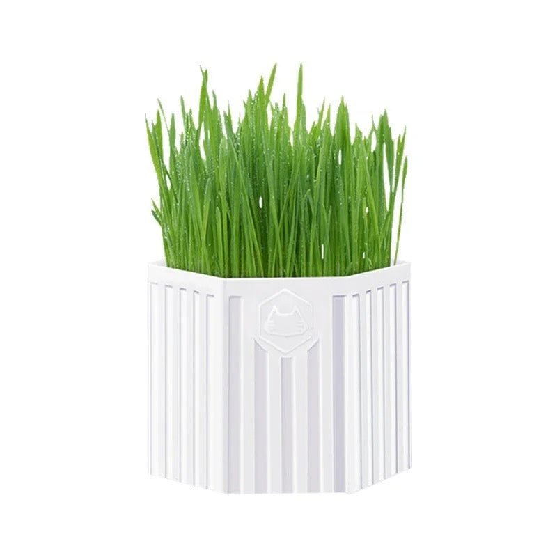Cat grass kit