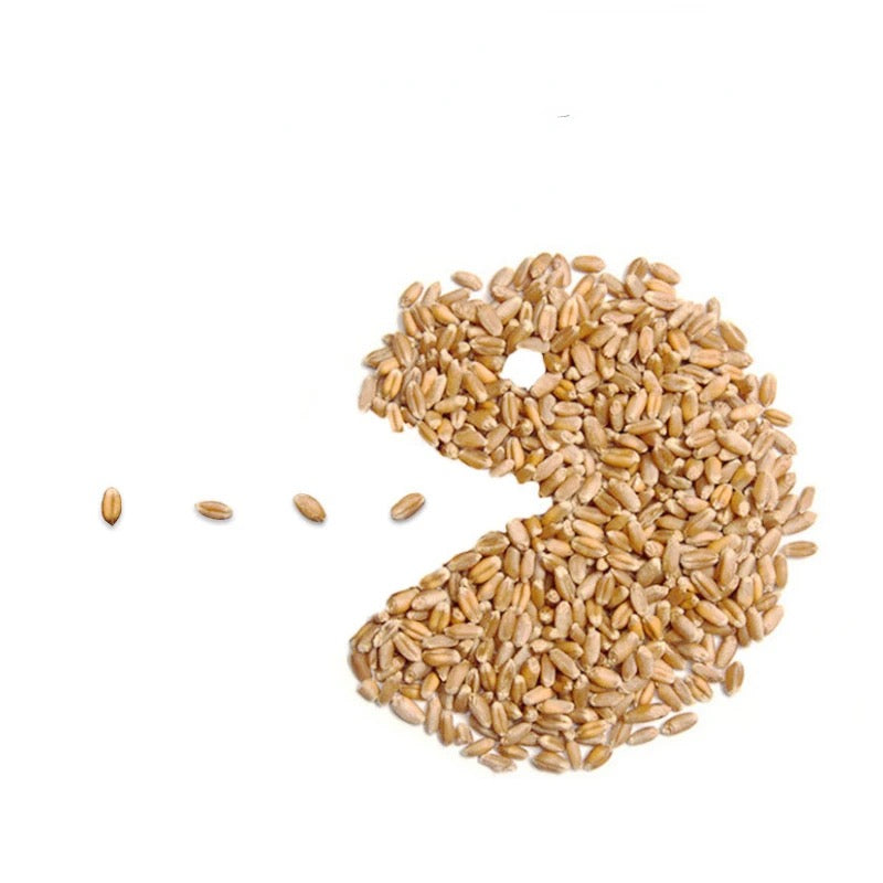 Cat grass kit