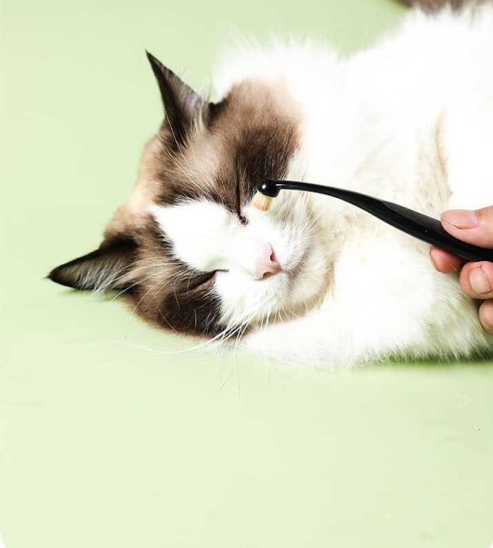 Pet eye stain powder + brush applicator πΏποΈ