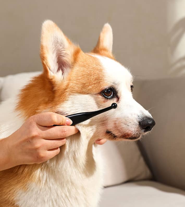 Pet eye stain powder + brush applicator πΏποΈ