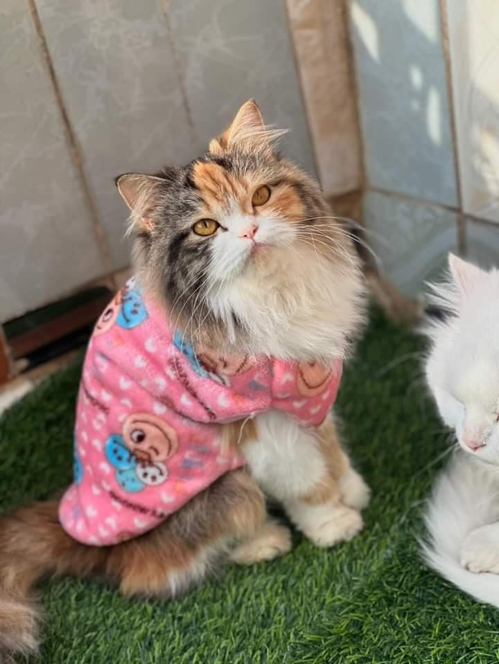 Happy faces Pet Sweater -Pink 😊☺️