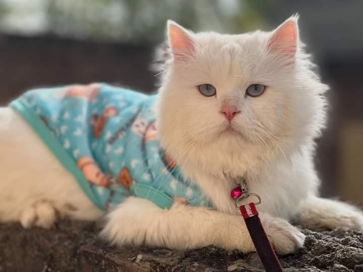 Happy Faces Pet Sweater -Blue 😊😉