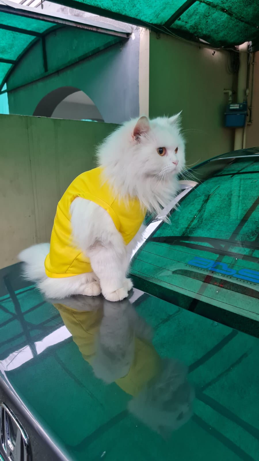 Simba Pet shirt - Summer