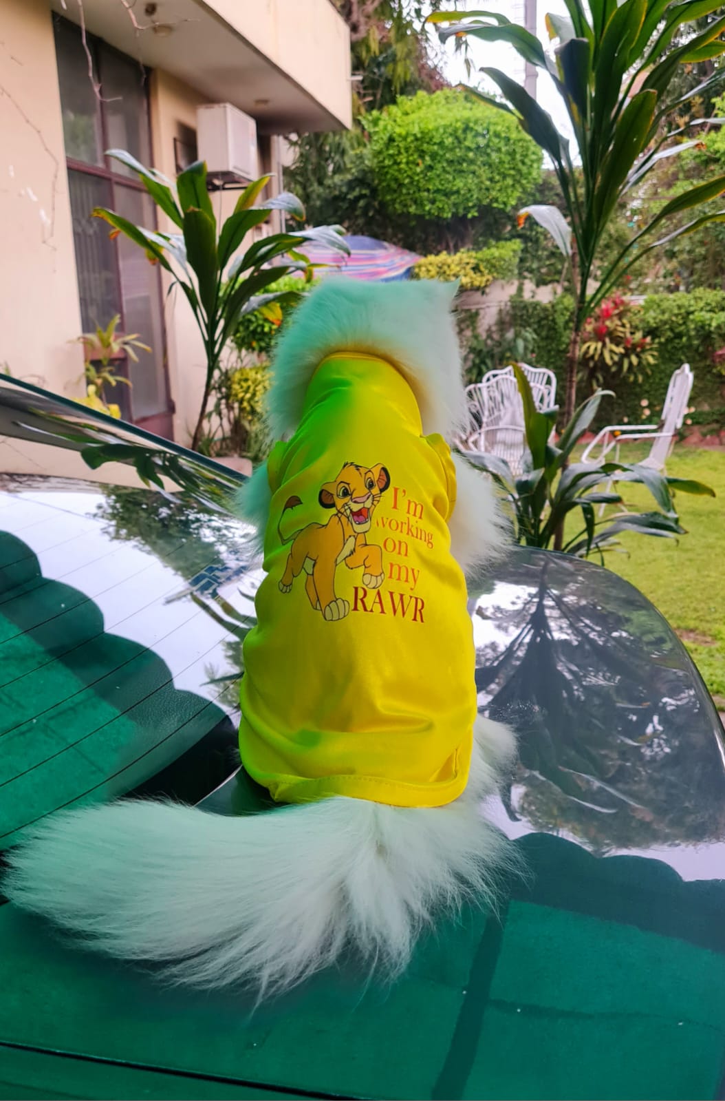 Simba Pet shirt - Summer