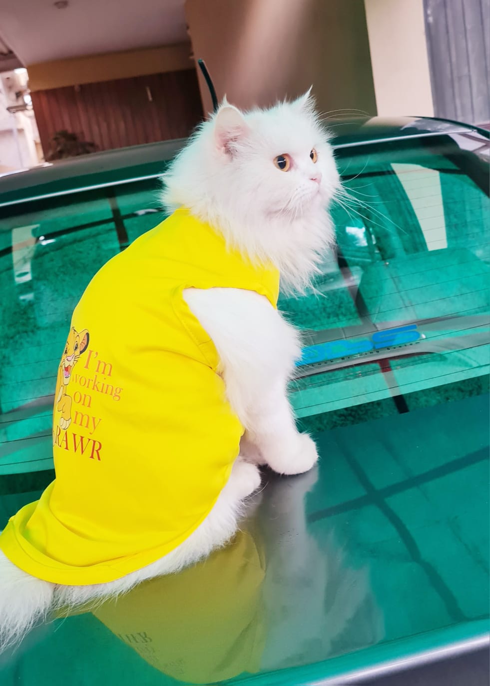 Simba Pet shirt - Summer