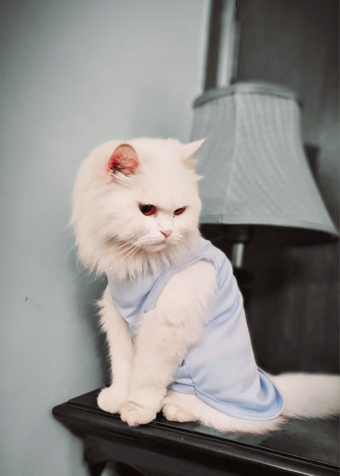 Some people are worth melting for pet shirt 🩵
