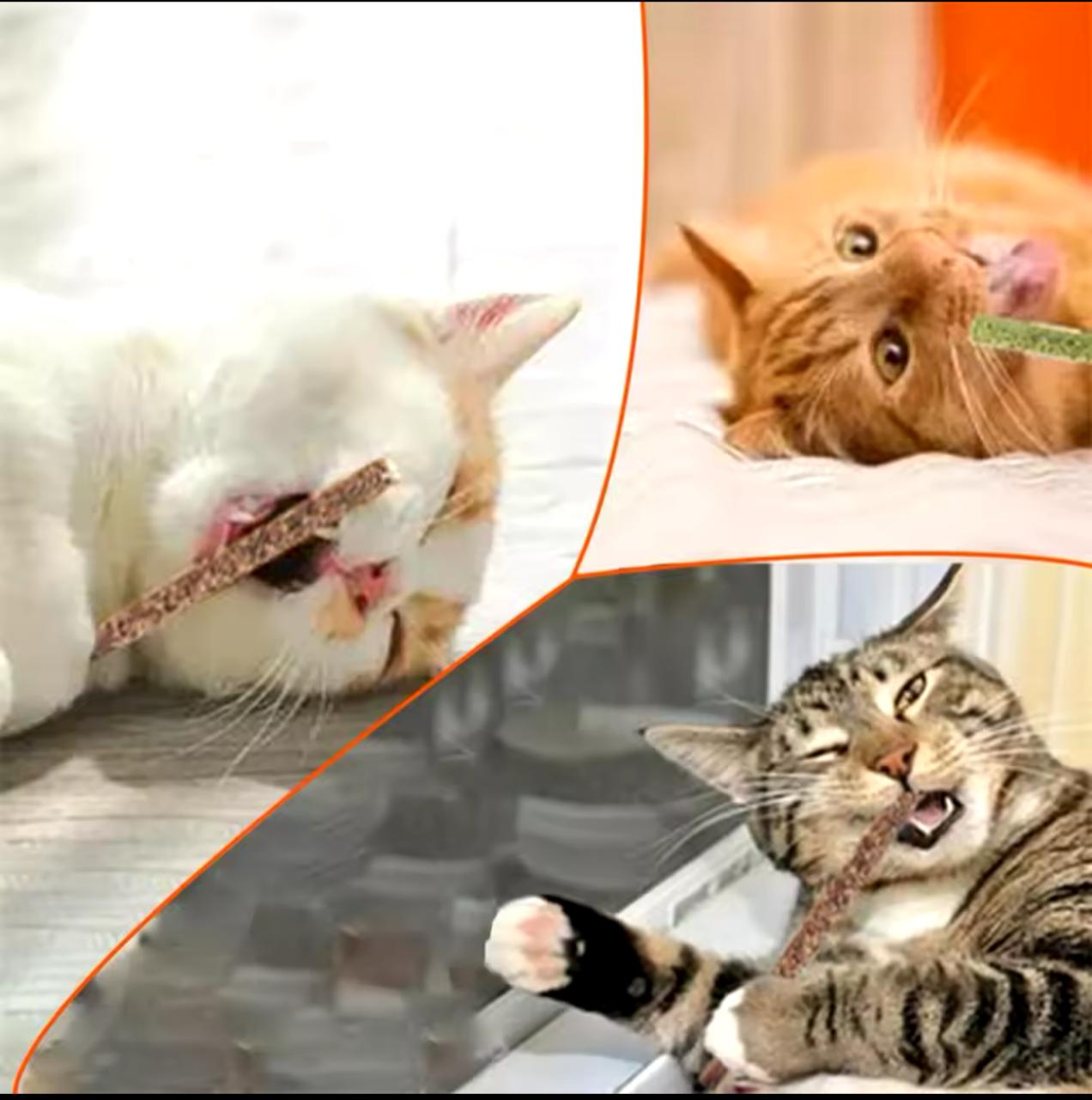 Catnip Chew Sticks Flavored  š„¢šš¤¤š - 6 pcs pack