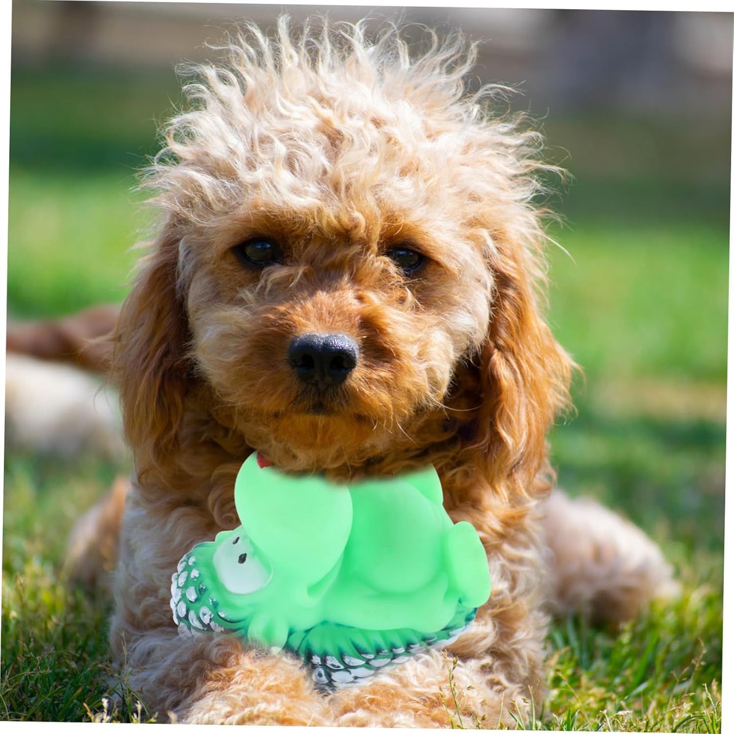 Hedgehog- squeaky rubber dog toy 🧸
