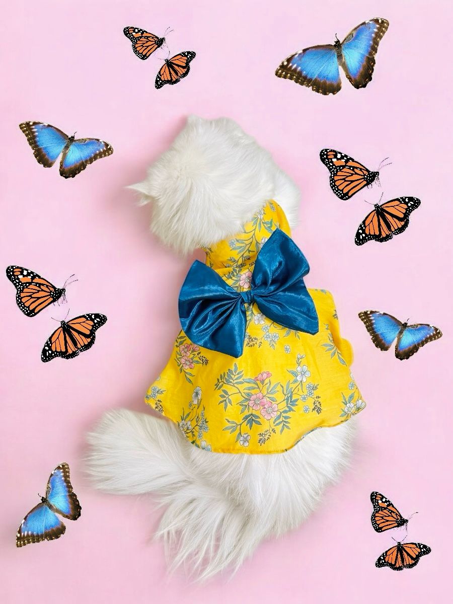 Bloom pet frock πΌ