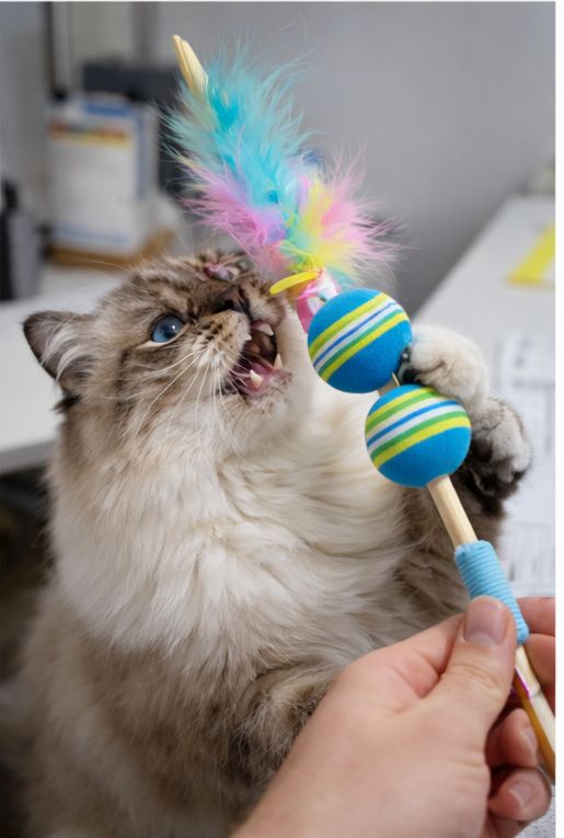 Fur balls cat toy stick 🥎 🦯