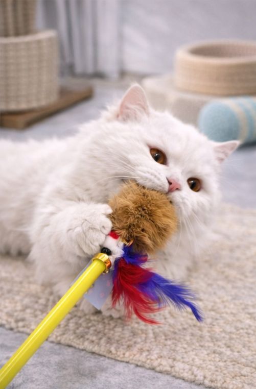 Pompom cat toy stick π¦―- 399Rs