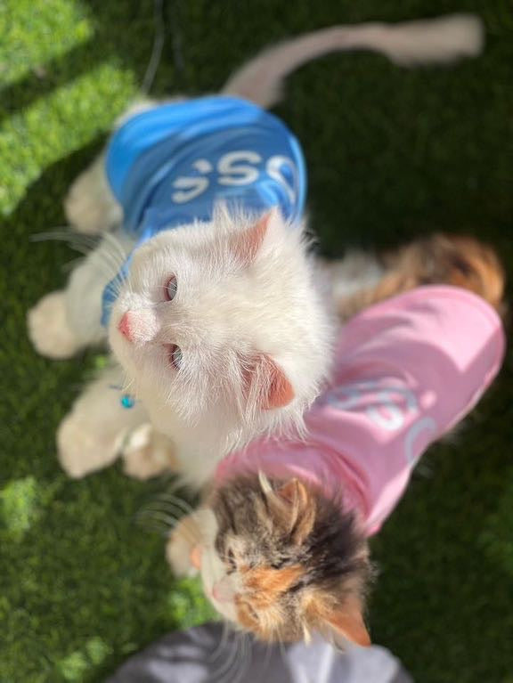 Boss Pet Shirt - PINK