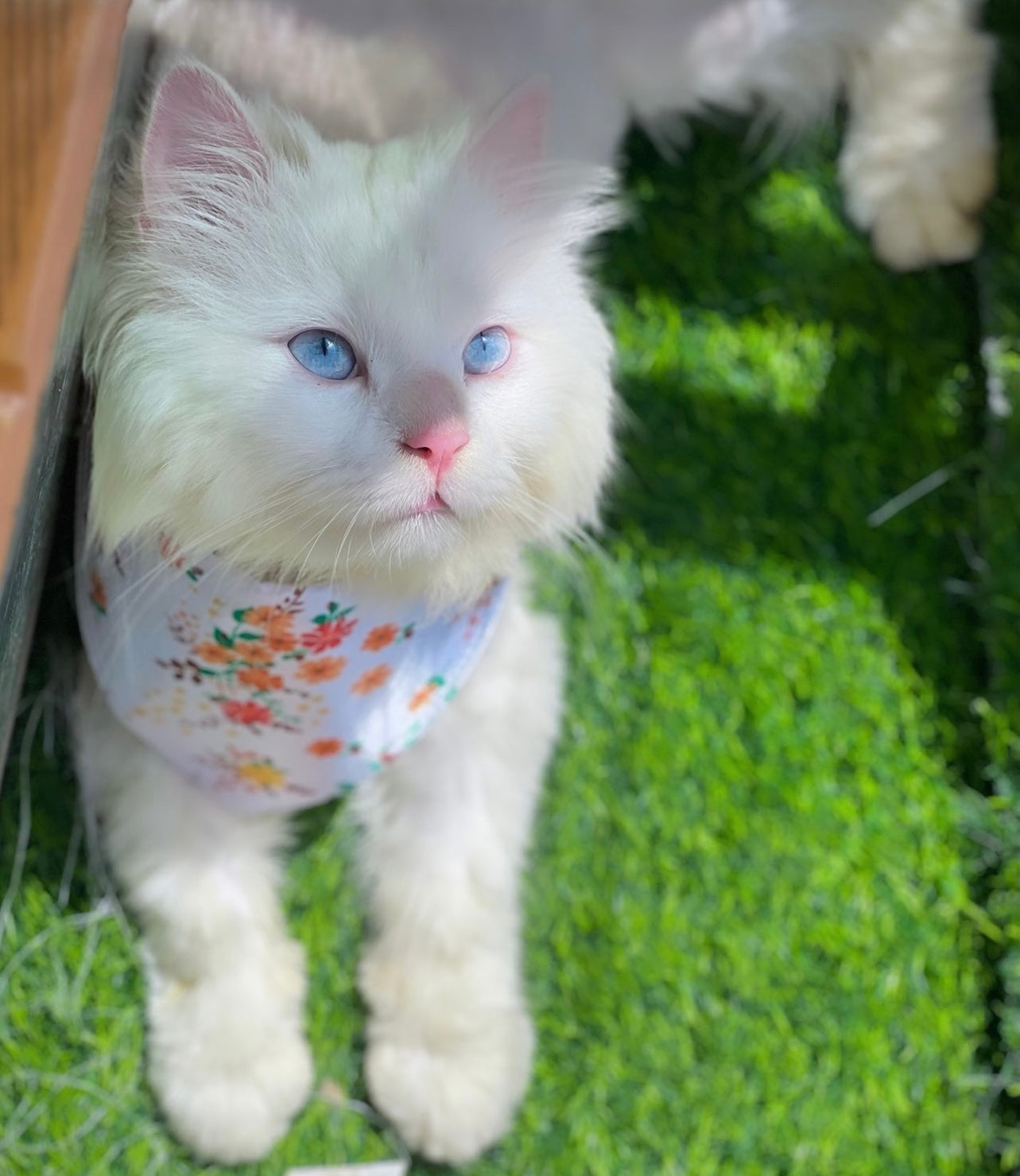 Marygold pet bandana ๐ผ๐๐ฟ