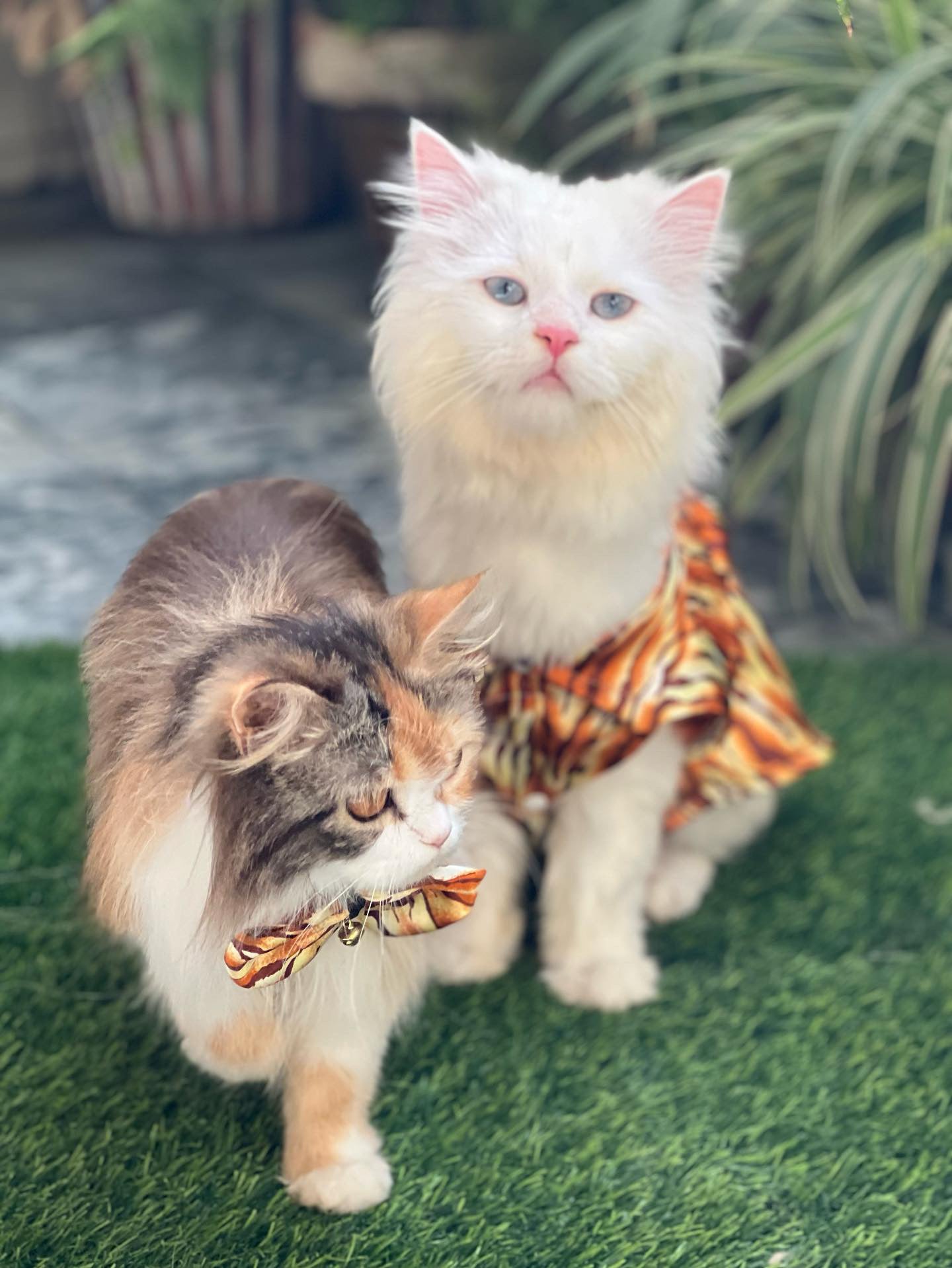 Leopard collar pet shirt 🐯