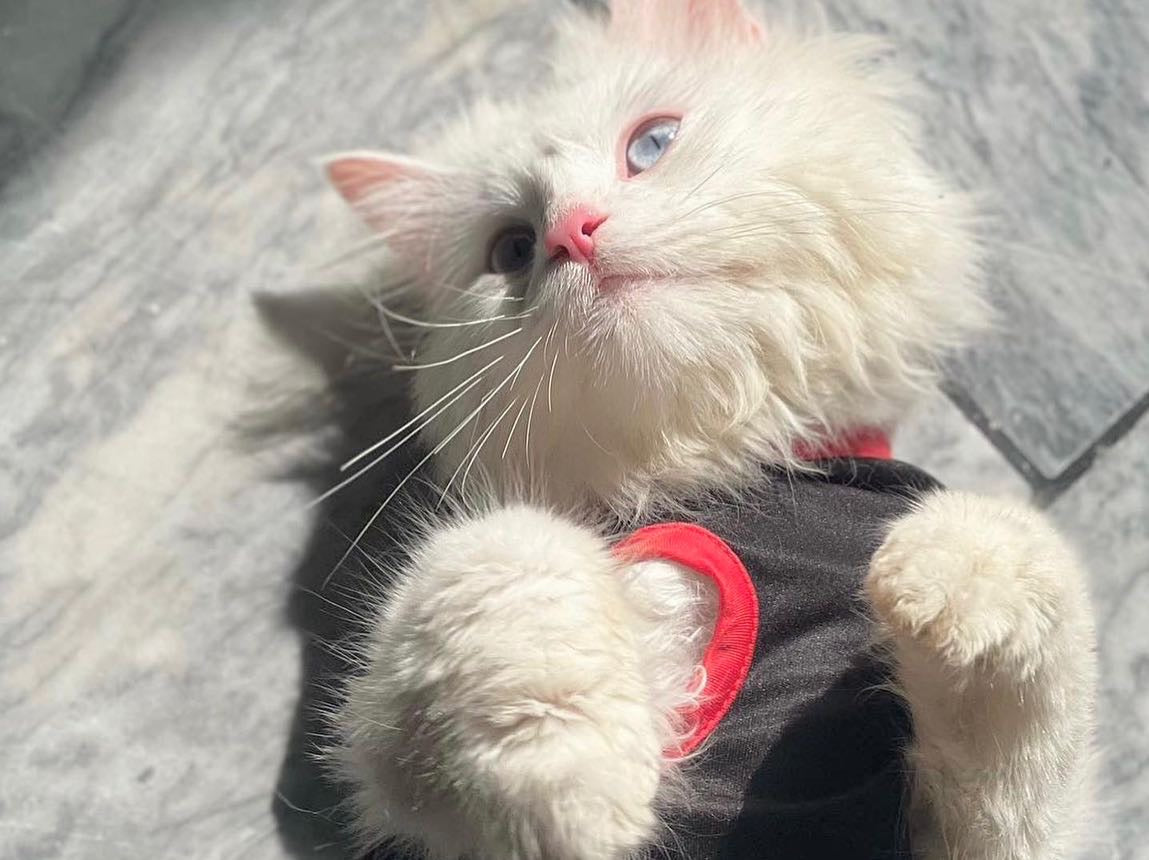 Minnie pet shirt ♥️