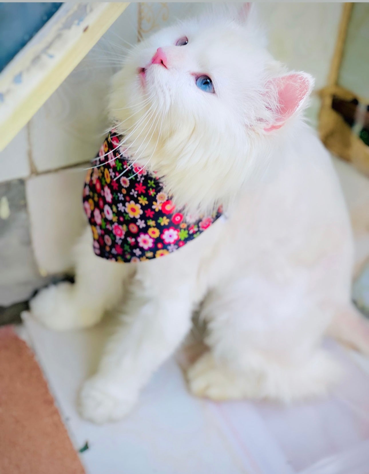 Rosetta pet bandana π