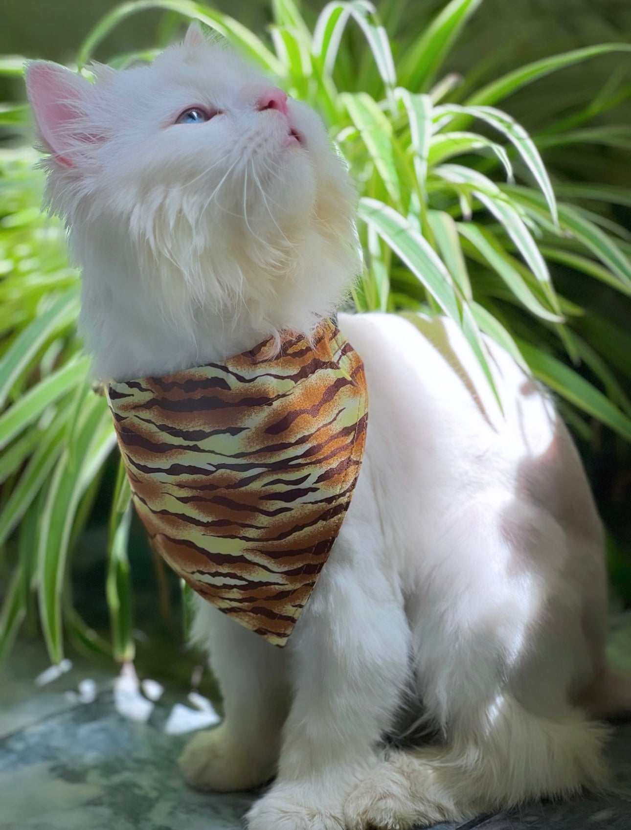 Leopard pet bandana 🦁