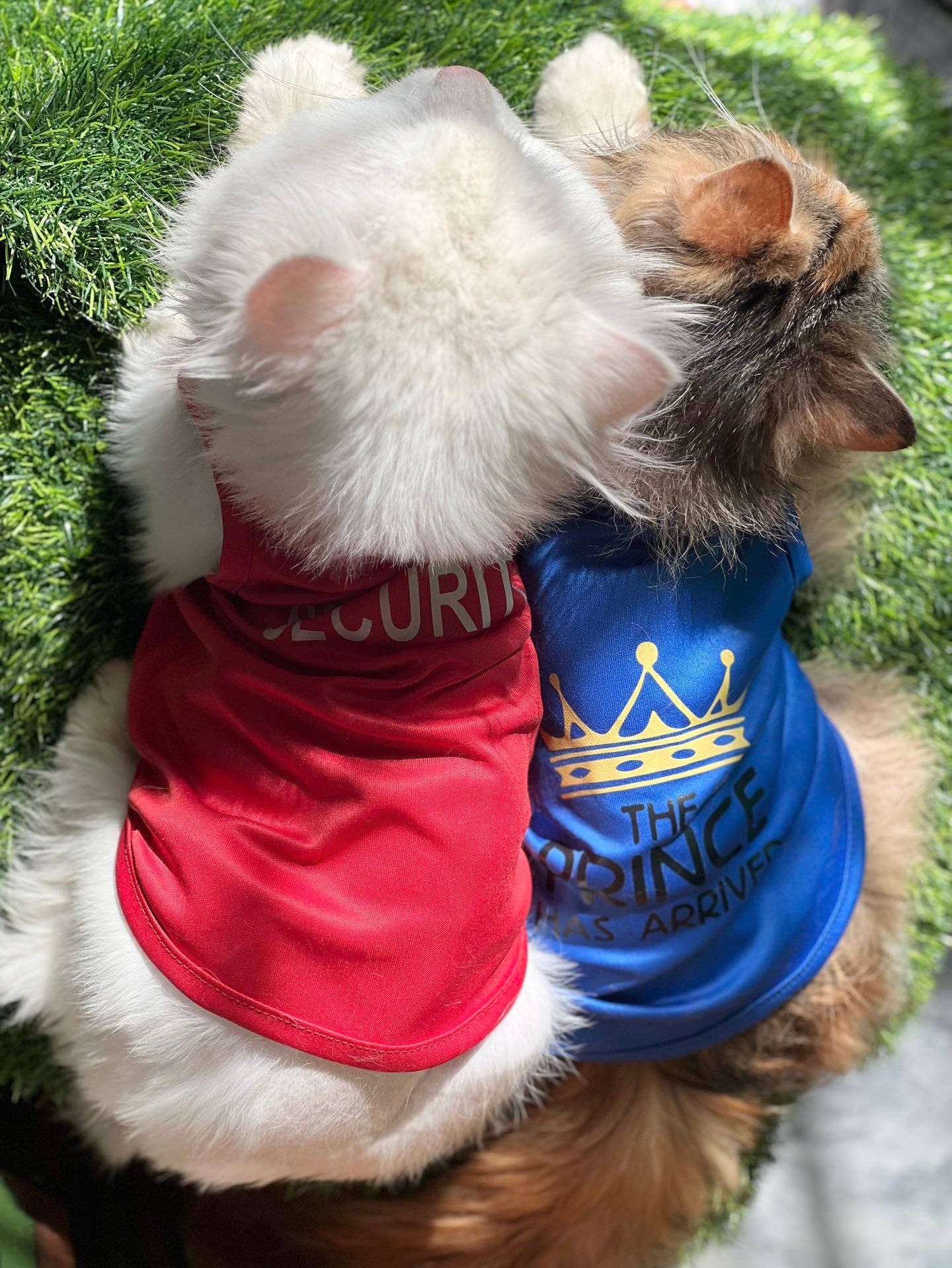 Prince pet shirt š